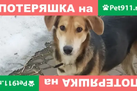 Собака на Нелидовской, возраст около года.