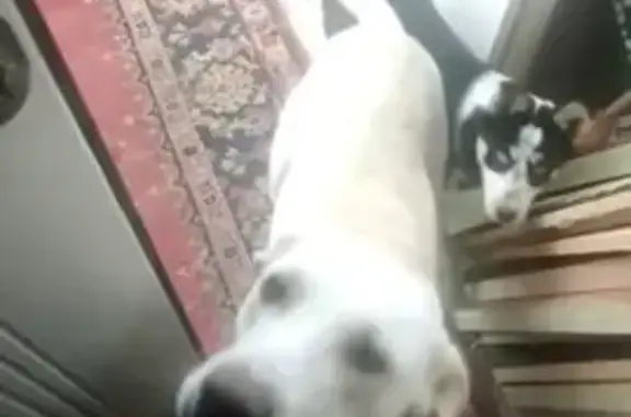 Пропала собака в Астрахани