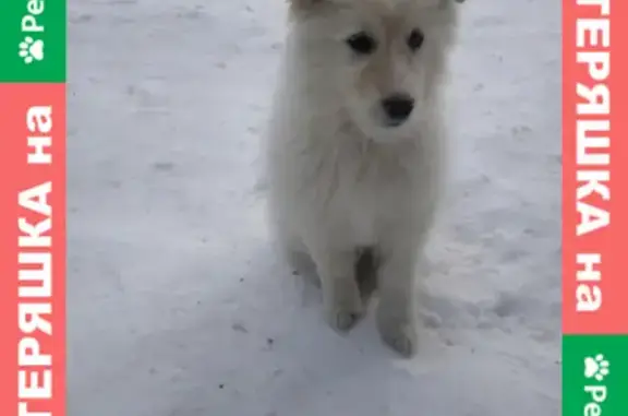 Найдена белая пушистая собака возле магазина 5 ка, г. Октябрьский