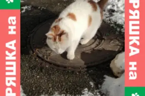 Найдена кошка Котик на Боковой улице