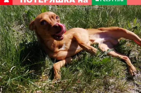 Пропала собака на ул. Шмакова, Челябинск