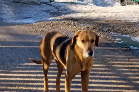 Собака найдена на Привокзальной пл. в Голицыно