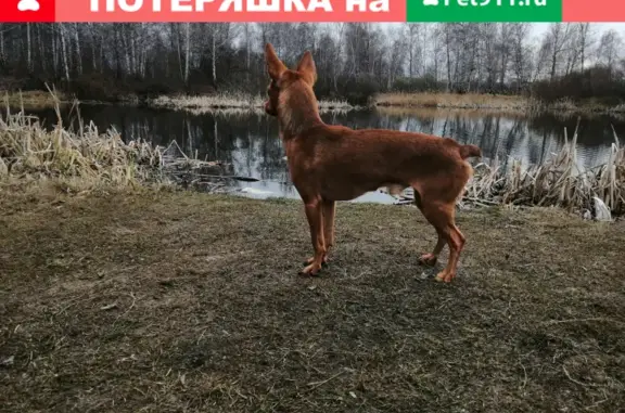 Пропала рыжая собака на ул. А. Шмакова, 29 в Челябинске