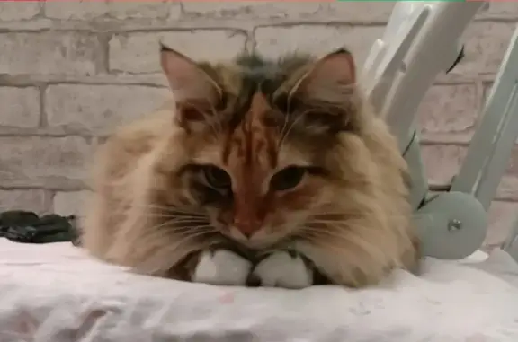 Объявления о пропавших и найденных животных, Набережные Челны, фото: Пропала кошка Пушистая на ул. 40 лет Победы, Набережные Челны