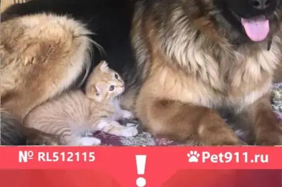 Собаки потеряшки, Краснодар, фото: Потеряшка собака Джесси на ул. Селезнева, Краснодар