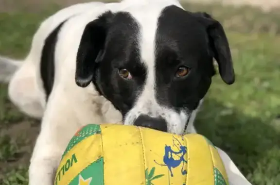 Потерянные животные Липецк, фото: Пропал щенок в Липецке!