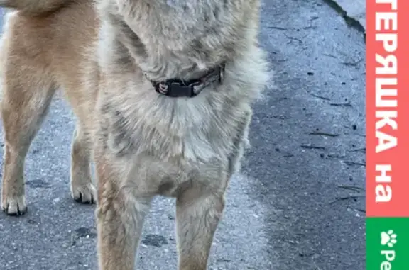 Найдена собака в СНТ Липка, Красногорский район