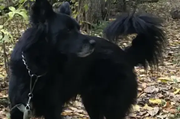 Пропала собака Джеки в Кузнечихинском сельском поселении.