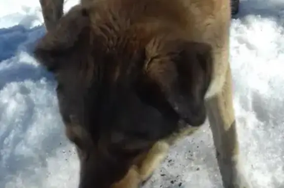 Найдена домашняя собака в Томилино, Московская обл.