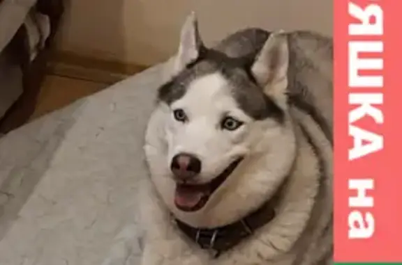 Собаки потеряшки, Москва, фото: Потеряшка собака Марта в Красково