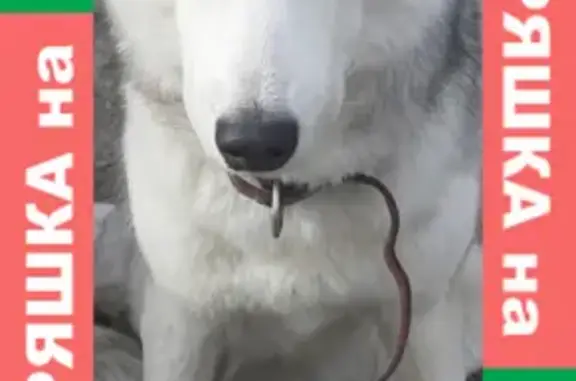 Найдена собака на улице Копылова, 36 в Красноярске