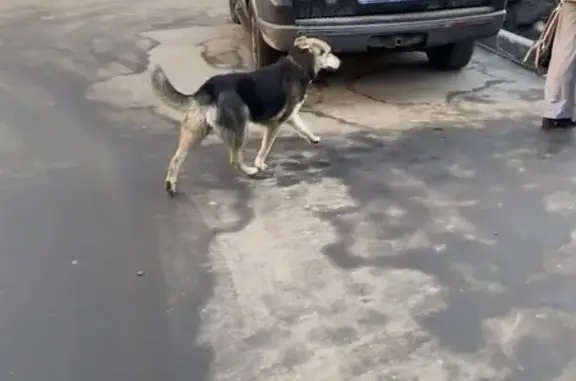 Ласковая собака на Лермонтовском проспекте