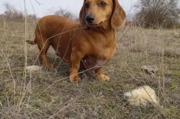 Пропала собака Такса в районе Морозовка, Севастополь.