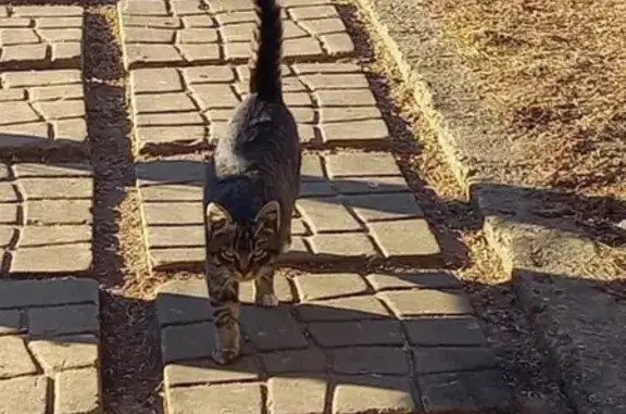 Найден котик на Лётном Поле, 1 в Твери
