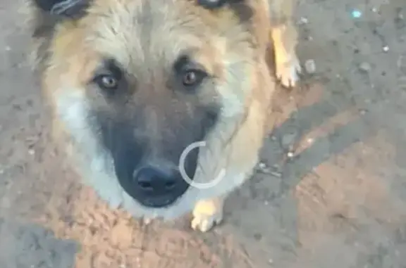 Пропала собака Малыш на ул. Кутузова 3, Улан-Удэ