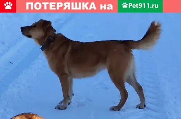 Пропала собака Теффи в Кольчугино, Литвиново