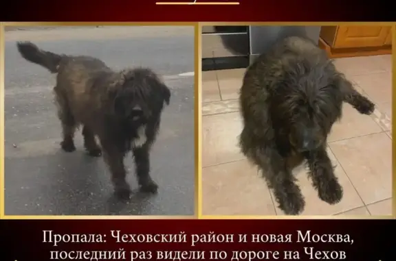 Пропала собака в Пущино, Московская обл.