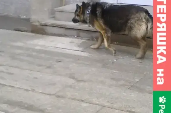 Найден умный пёс на Ленинградской, ищет людей
