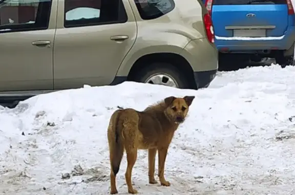 Собака найдена на ул. Яблочкова, Саратов