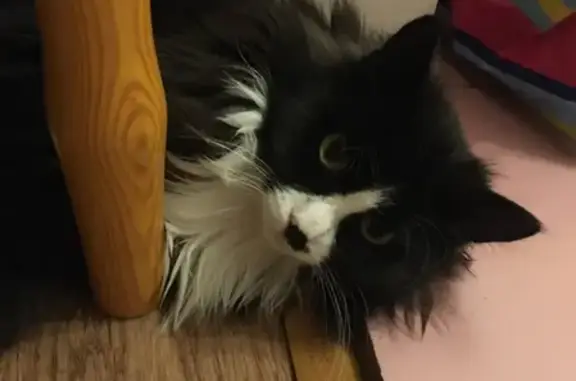 Кошки потеряшки, Тюмень, фото: Потеряшка кошка на 30 лет Победы, 100, Тюмень