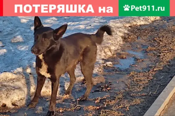 Собака найдена на бульваре Победы, Петрозаводск.