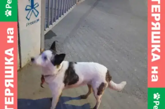 Собака найдена на ул. Краснознаменская, Центральный район