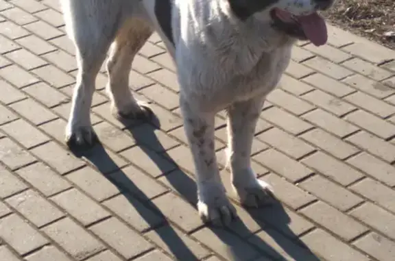 Найдена собака возле ТЦ МЕГА на Белореченской (Москва)