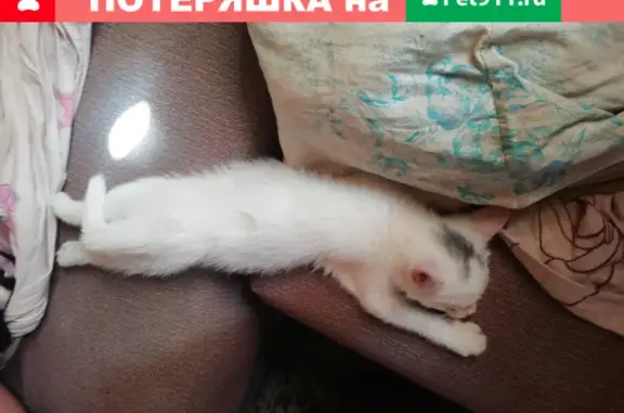 Пропала белая кошка с серым пятном в Каменск-Уральском.