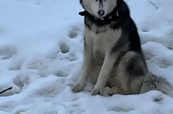 Собаки потеряшки, Санкт-Петербург, фото: Потеряшка собака хаски на ул. Софийская, СПб