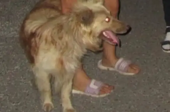 Пропала слепая собака в Новоусманском районе