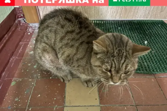 Кошка найдена на Фрязевской, 15к1, Москва.