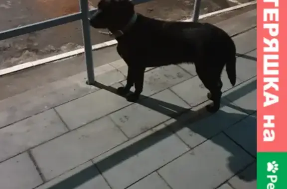 Найдена собака возле ТЦ Любимый на улице Чичерина, Оренбург