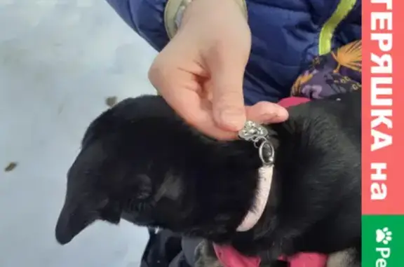 Найден щенок таксы в Мартюше, Свердловская область