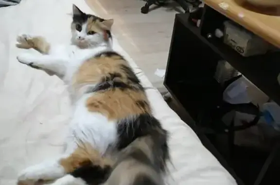 Кошки потеряшки, Тамбов, фото: Потеряшка кошка Мася, ул. Сергея Лазо 2, Тамбов