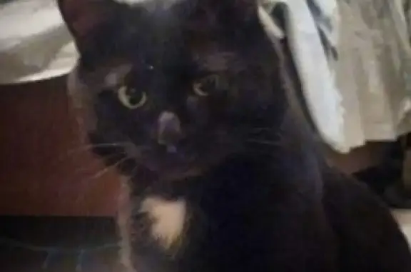 Кошки потеряшки, Казань, фото: Потеряшка кот на улице Карбышева, 48, Казань.