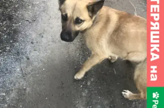 Найдена собака на Каштановой улице, Ростов-на-Дону
