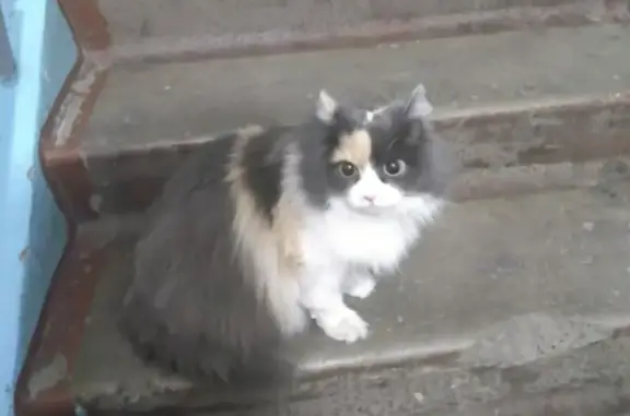 Крупная кошка на Комсомольском проспекте, 71 в Кемерово