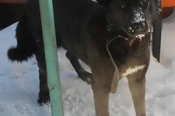 Собаки потеряшки, Улан-Удэ, фото: Потеряшка собака Норка на улице Строительной, Улан-Удэ