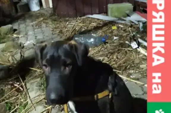 Пропала собака Тим в посёлке Прибрежный, Калининград