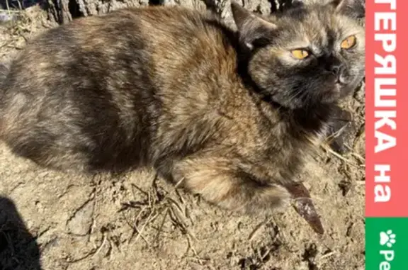 Найдена кошка на Колхозном Пути, 25 в Воронеже