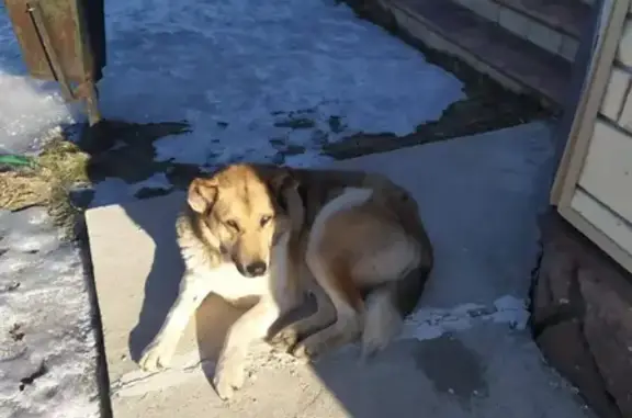Найдена собака без хозяина в Улитино
