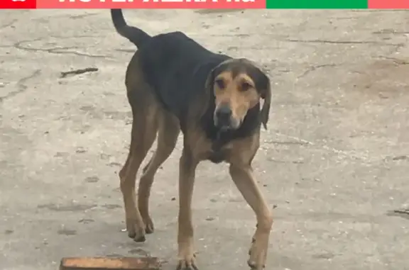 Собака найдена в ГАЗе, общительный и воспитанный (Н.Новгород)