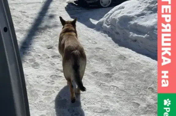 Найдена собака на Белорусской 55