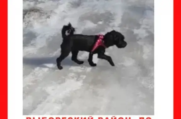 Собаки потеряшки, Санкт-Петербург, фото: Потеряшка маленькая собачка со Соснового пляжа, шлейка с адресом в городском округе Ленобласти