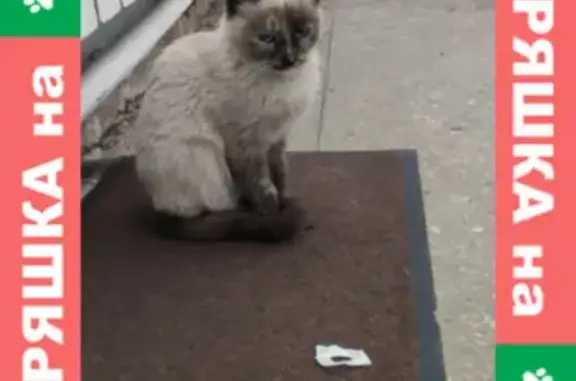 Сиамская кошка найдена на ул. Пушкина, 52 в Хабаровске