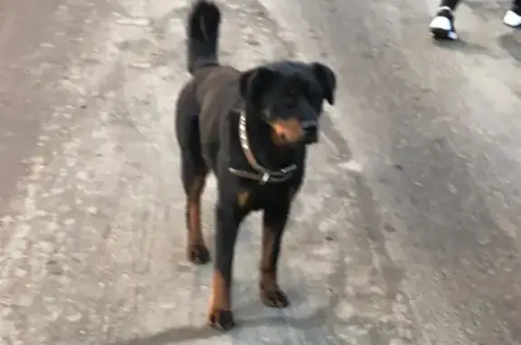 Собака найдена на Солнечном бульваре, Лопатино