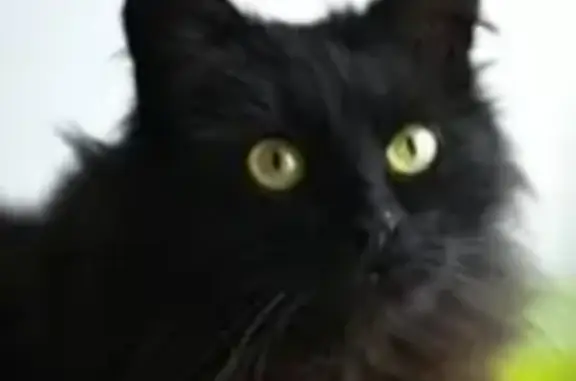 Потеряна черная кошка на пр. Созидателей, Ульяновск