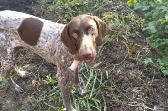 Пропала собака в Краснодаре, вознаграждение!