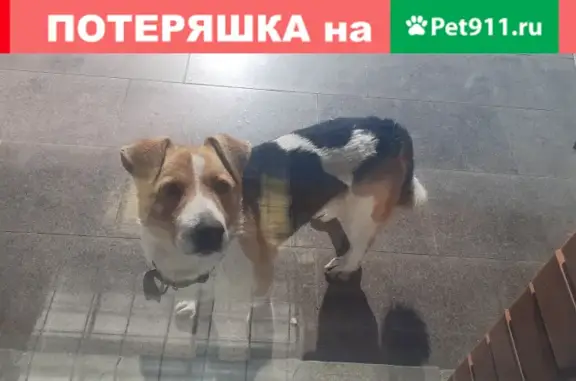 Собака на Большой улице, 45 в Казани.