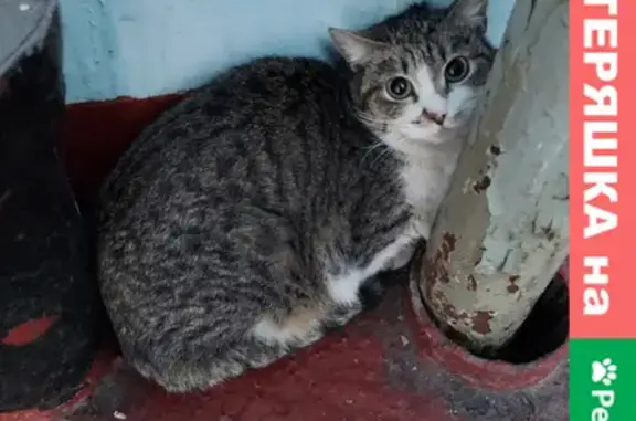 Найден кот на ул. Сивашская, д.7к1, под.3, Болотная площадь